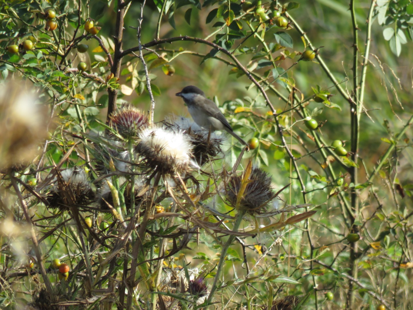Sichuan Tit