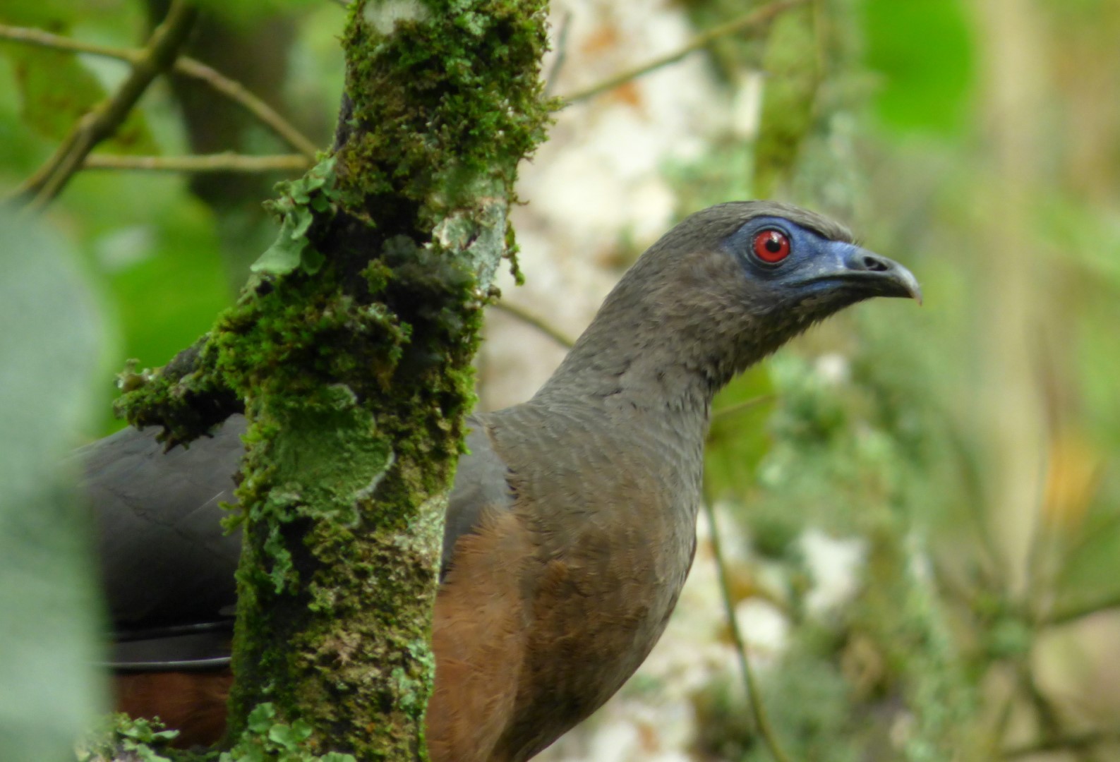 Sickle-winged Guan