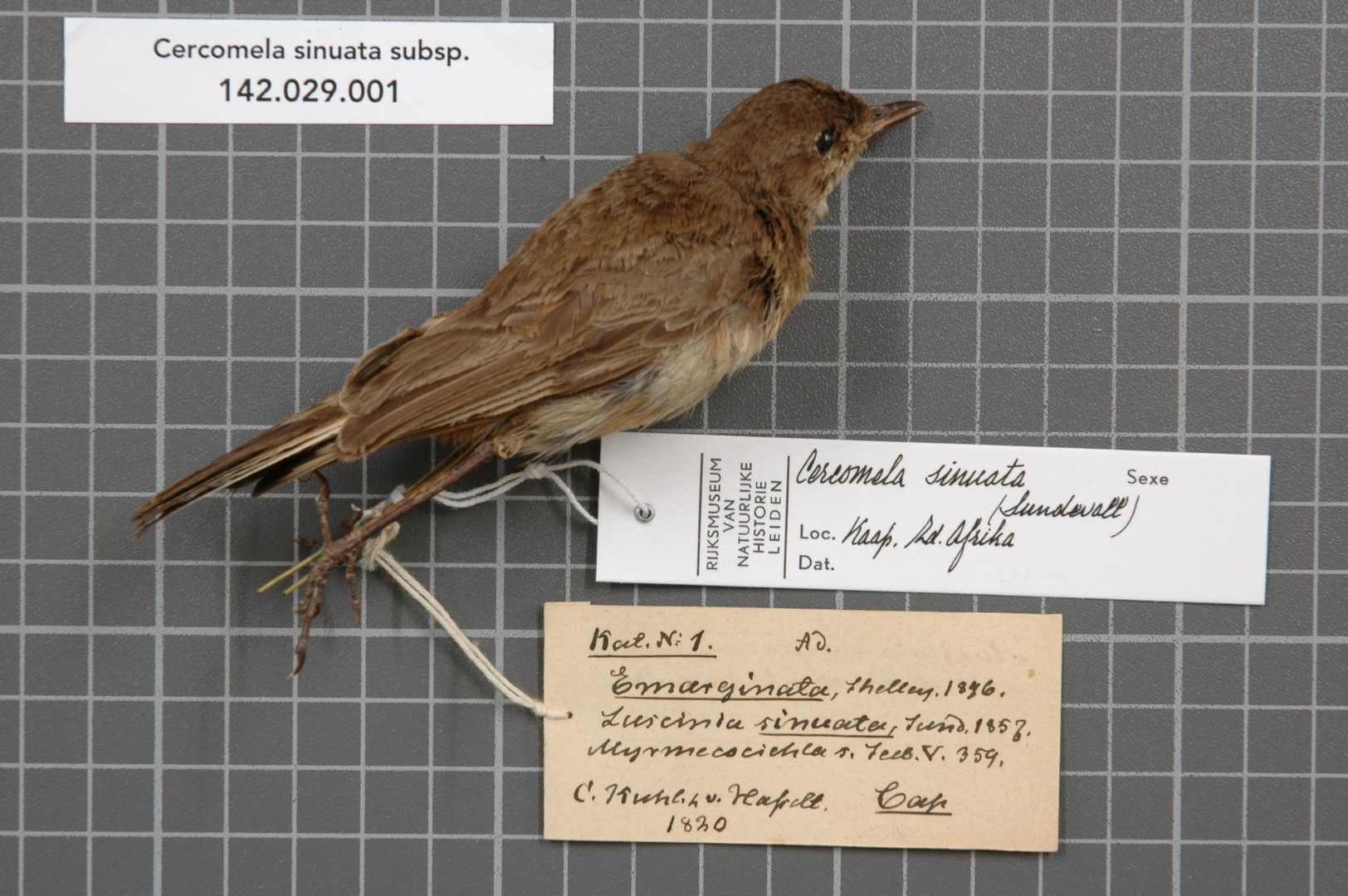 Sickle-winged Nightjar