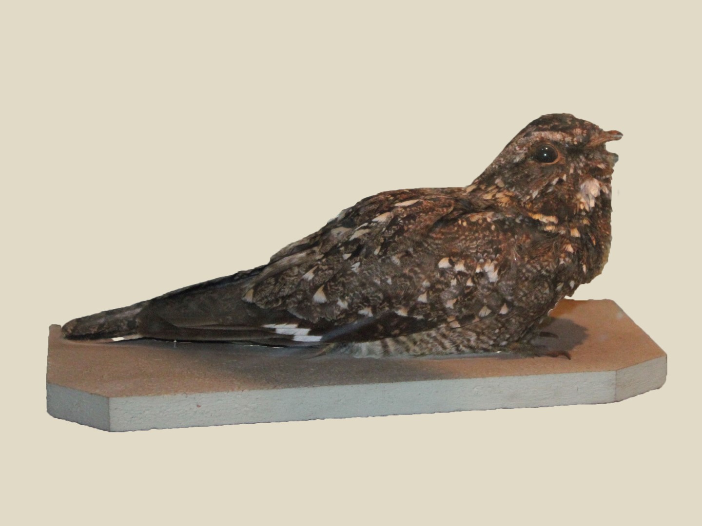 Sickle-winged Nightjar