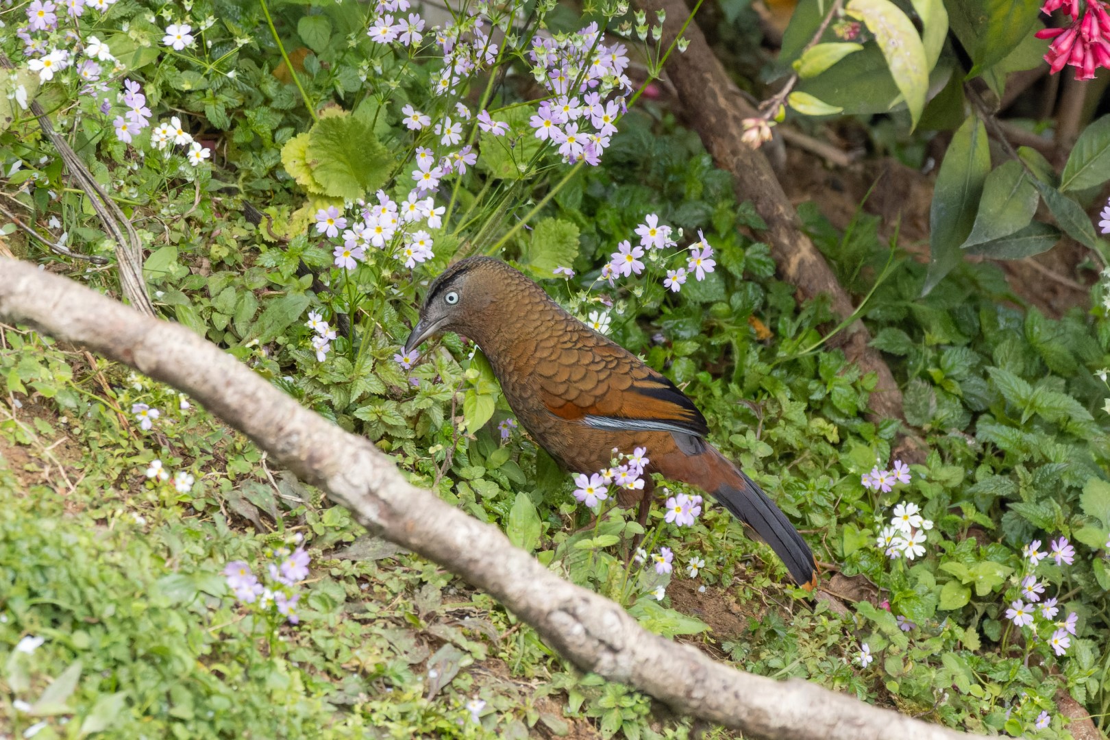 Sikkim Laughingthrush