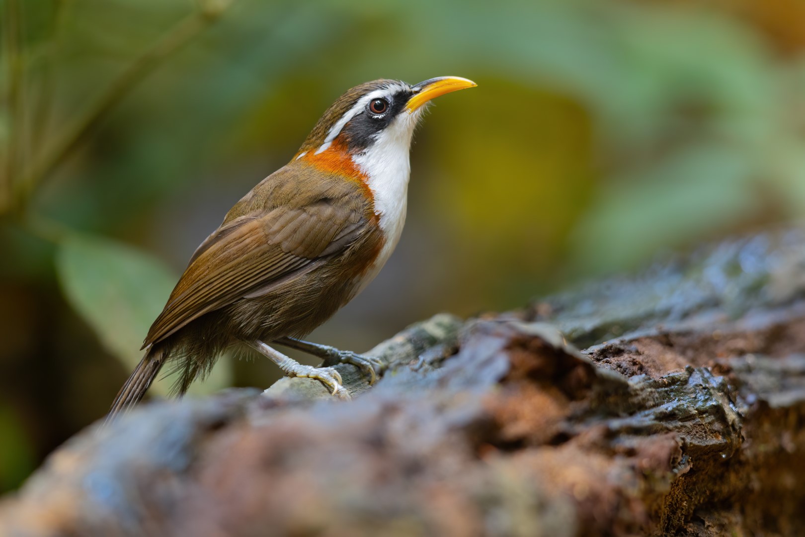 Sikkim Wedge-billed Babbler
