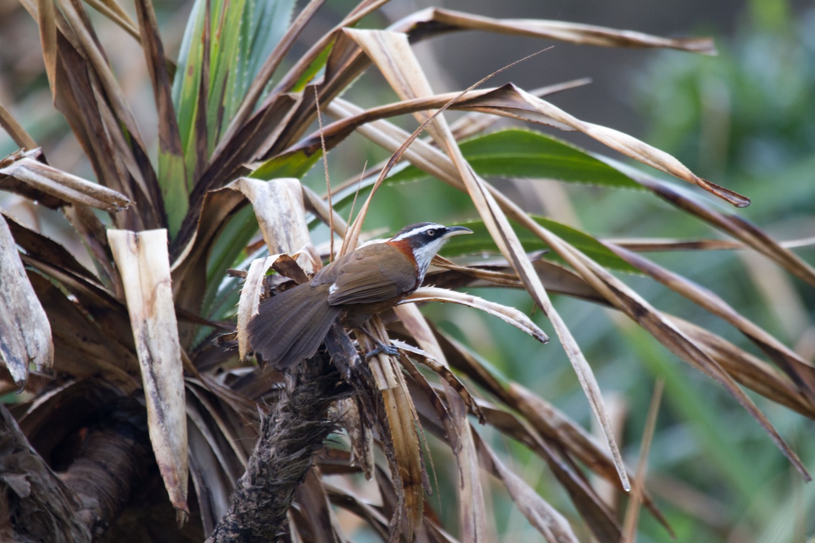 Sikkim Wedge-billed Babbler