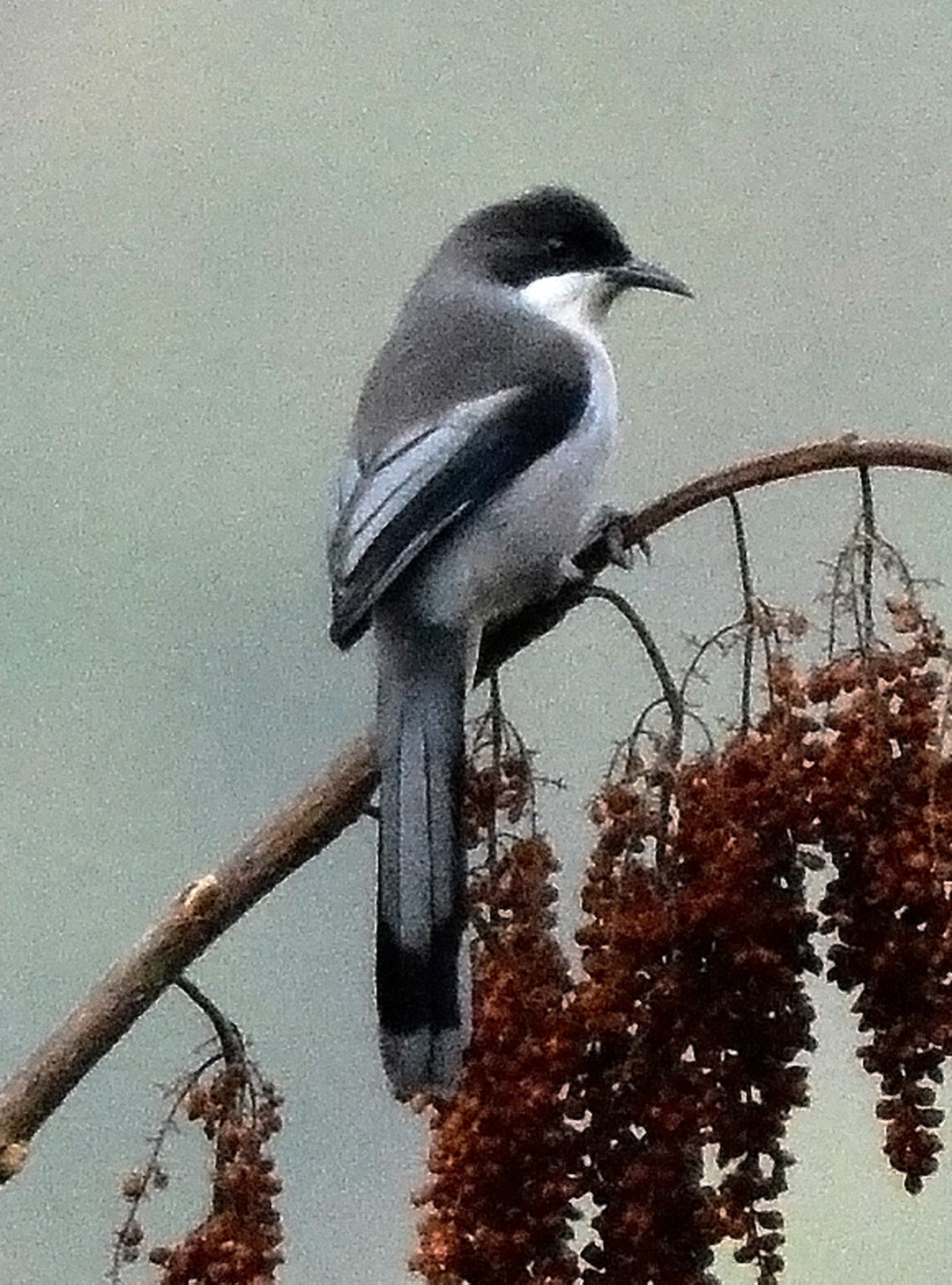 Sikkim whistling thrush