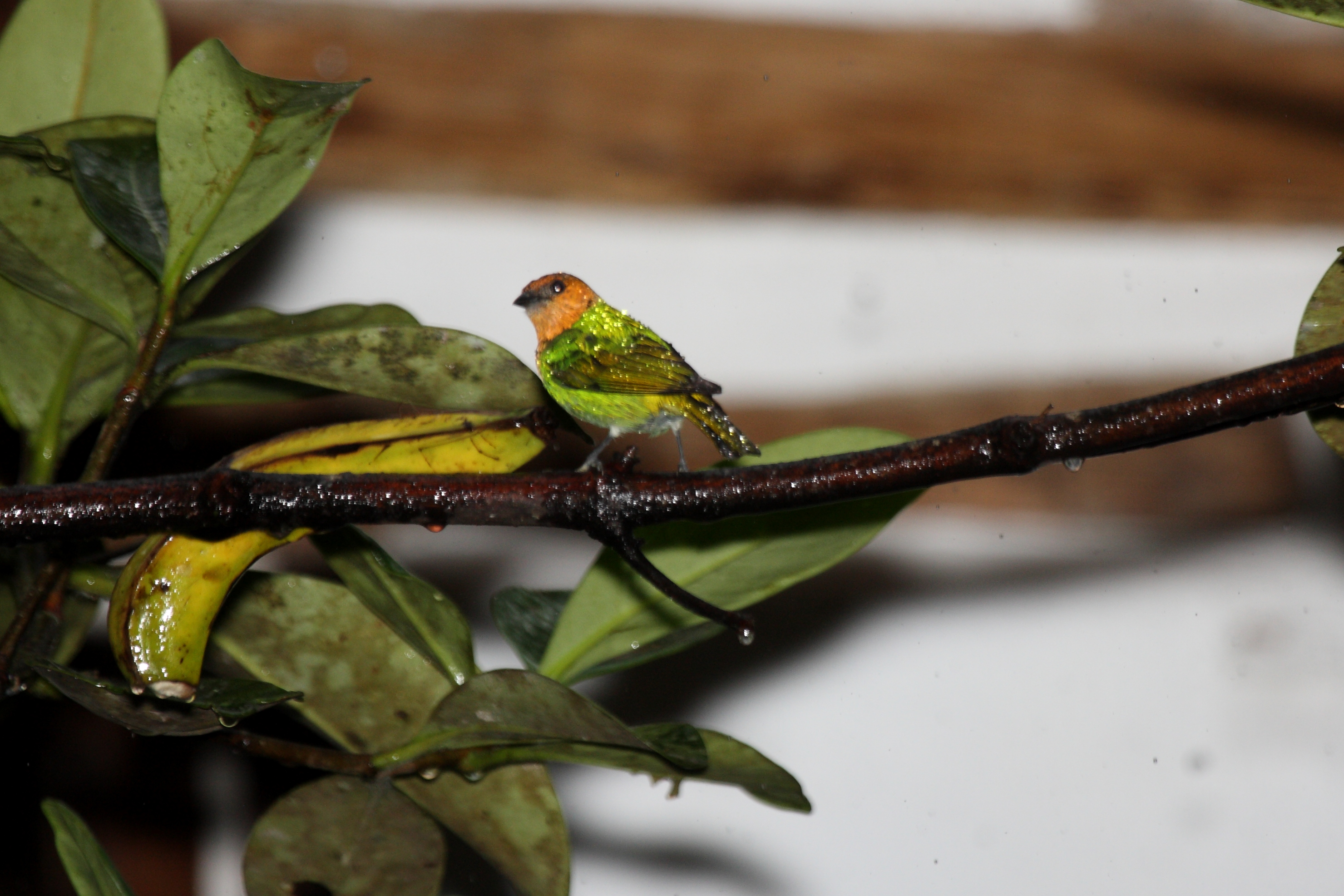 Silver-backed Tanager