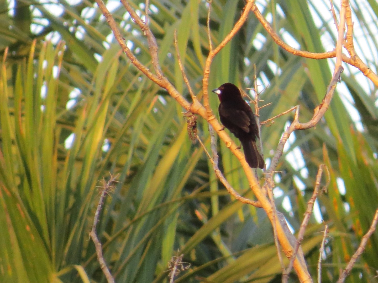 Silver-beaked Tanager