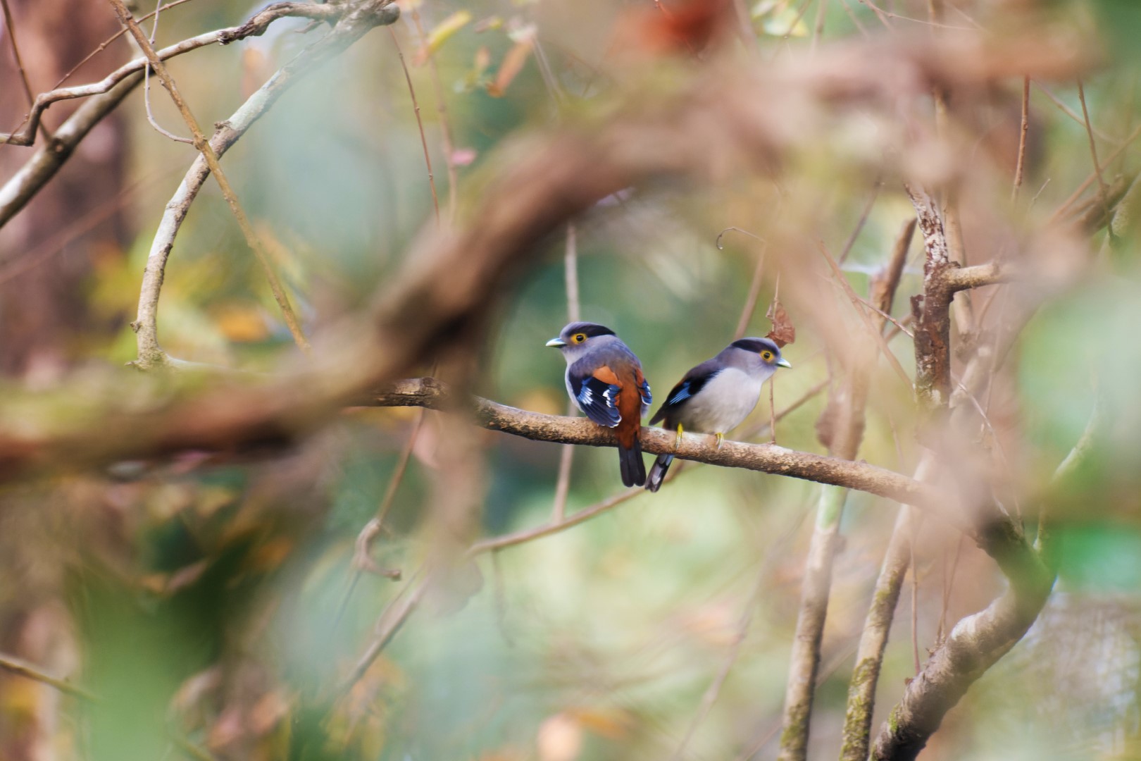 Silver-breasted broadbill