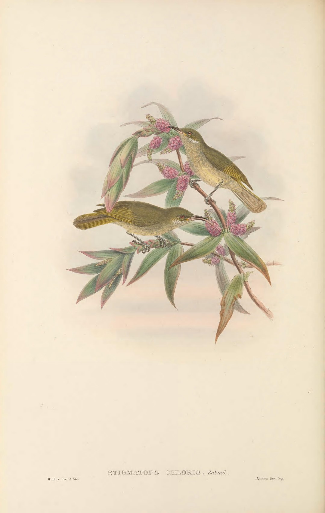 Silver-eared Honeyeater