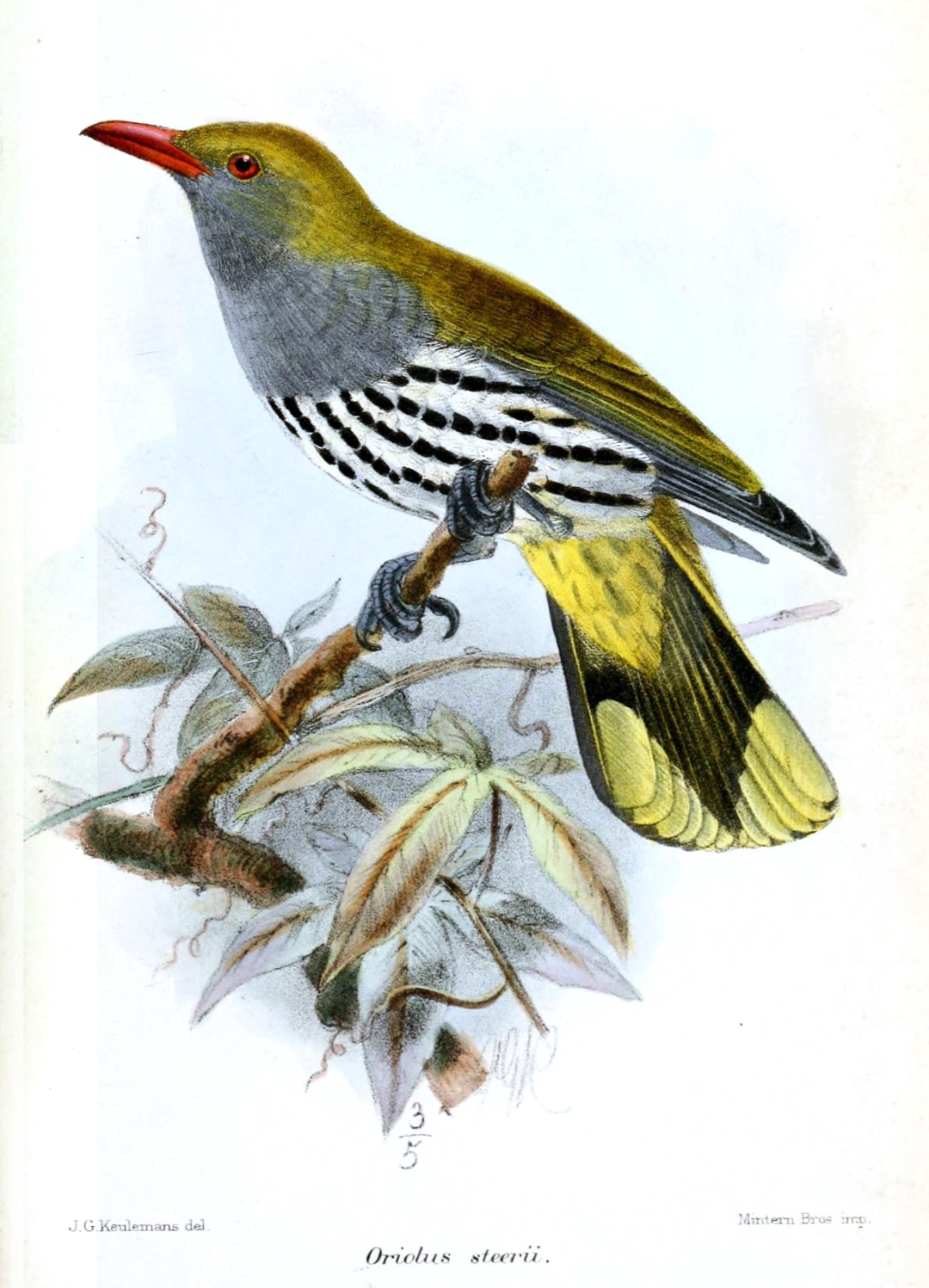 Silver Oriole