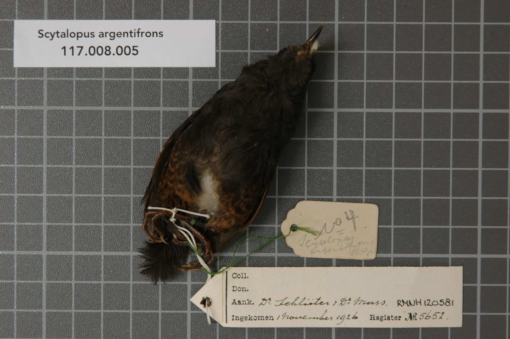 Silvery-fronted Tapaculo