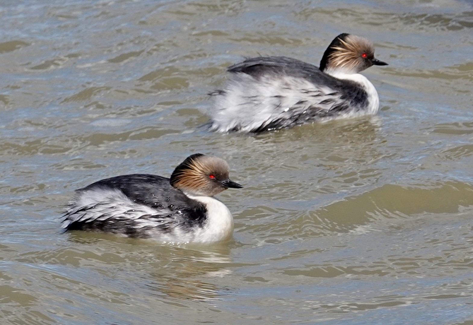 Silvery Grebe