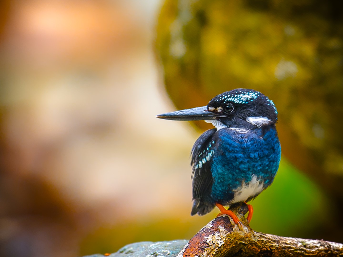 Silvery Kingfisher