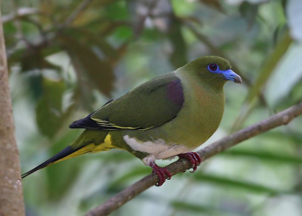 Simeulue green pigeon