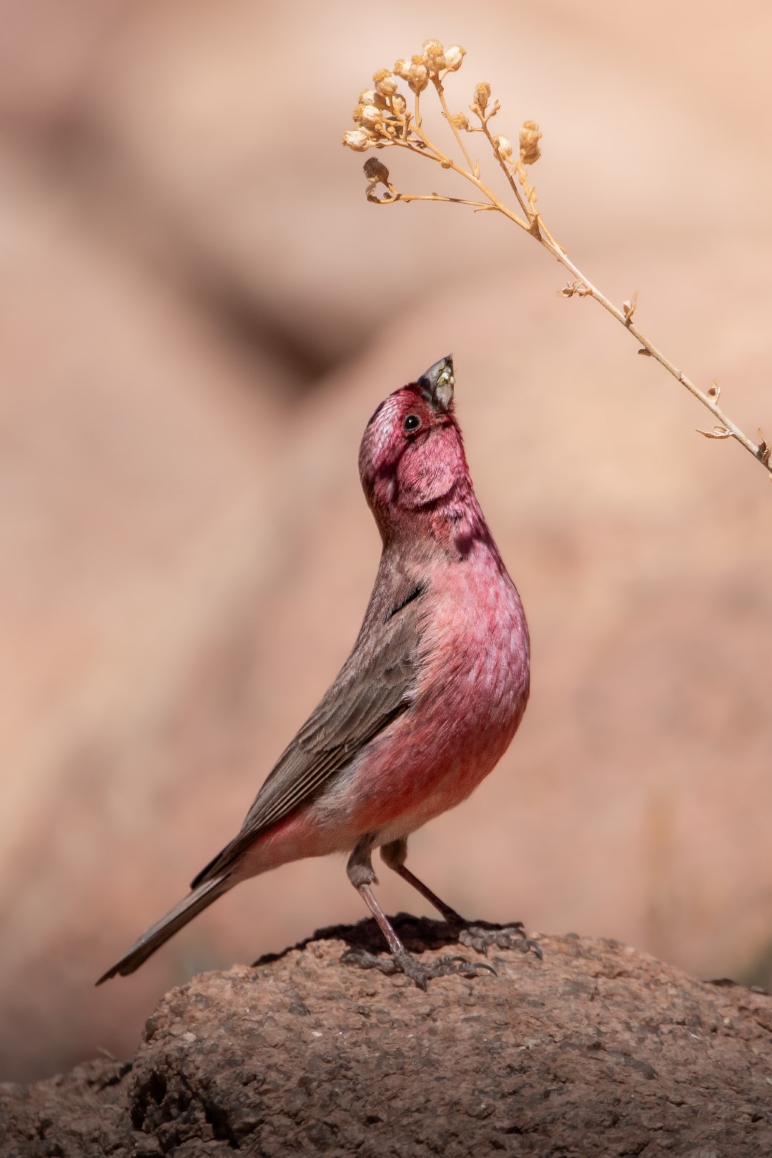 Sinai Rosefinch