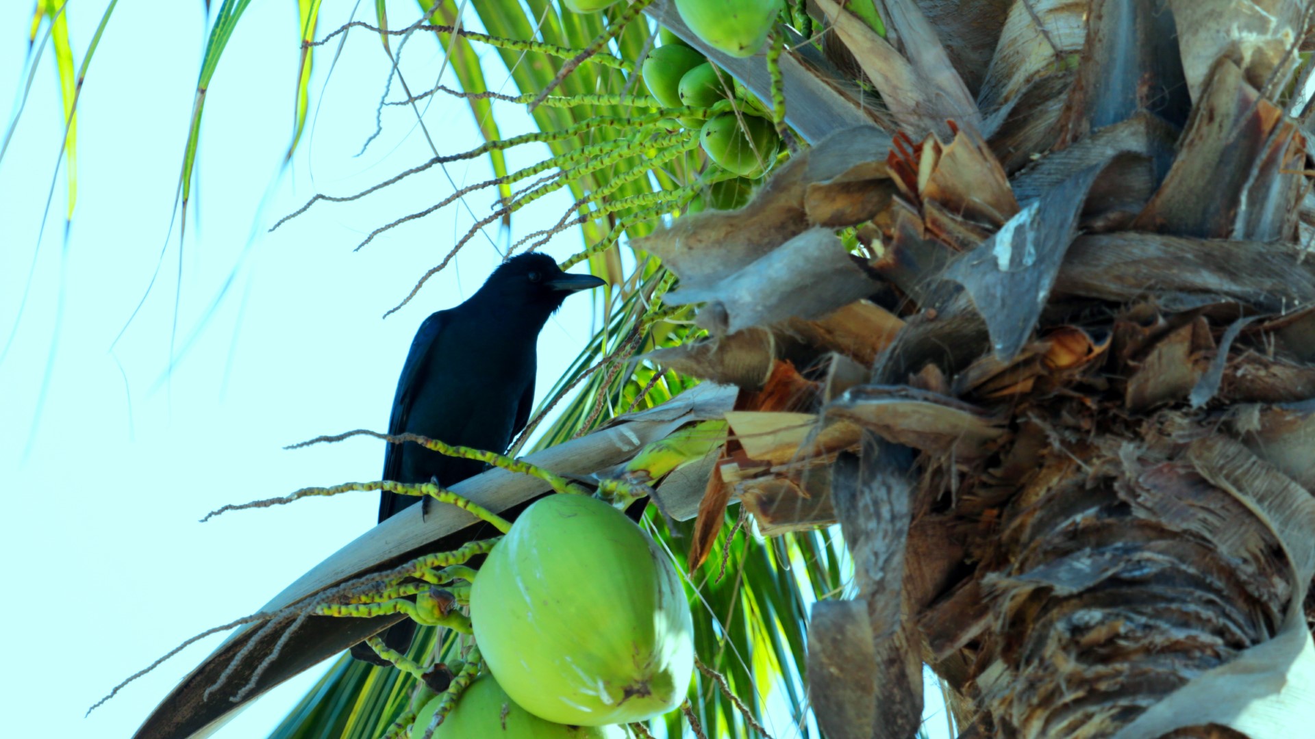Sinaloa crow