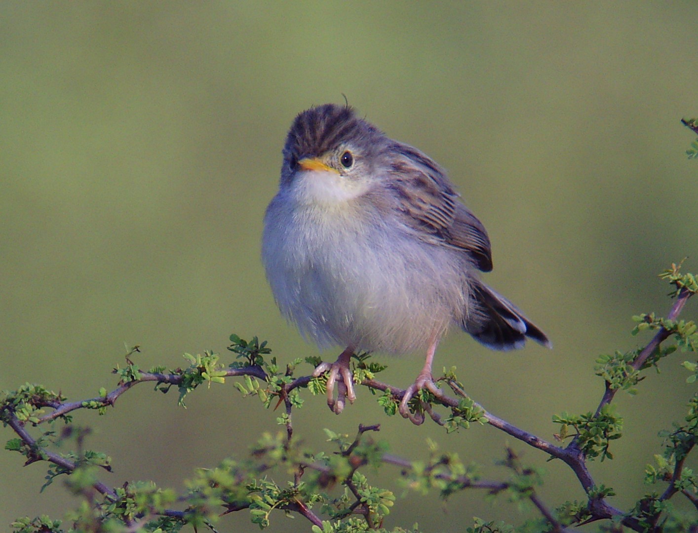 Singing Cisticola