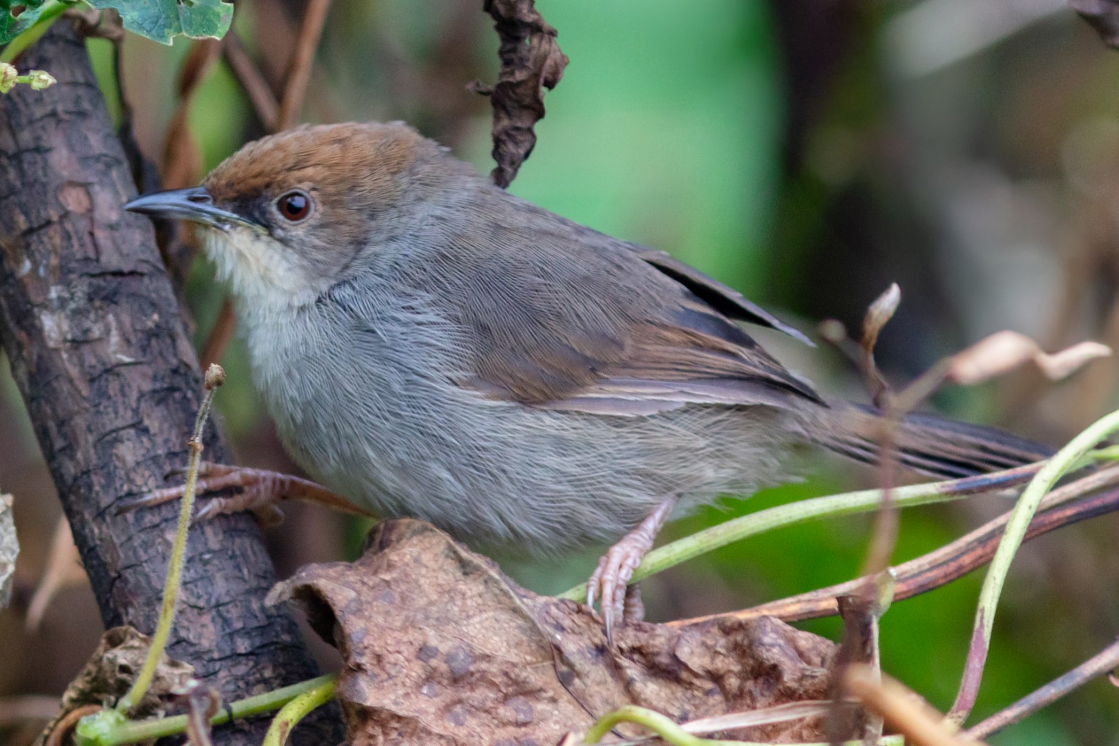 Singing Cisticola