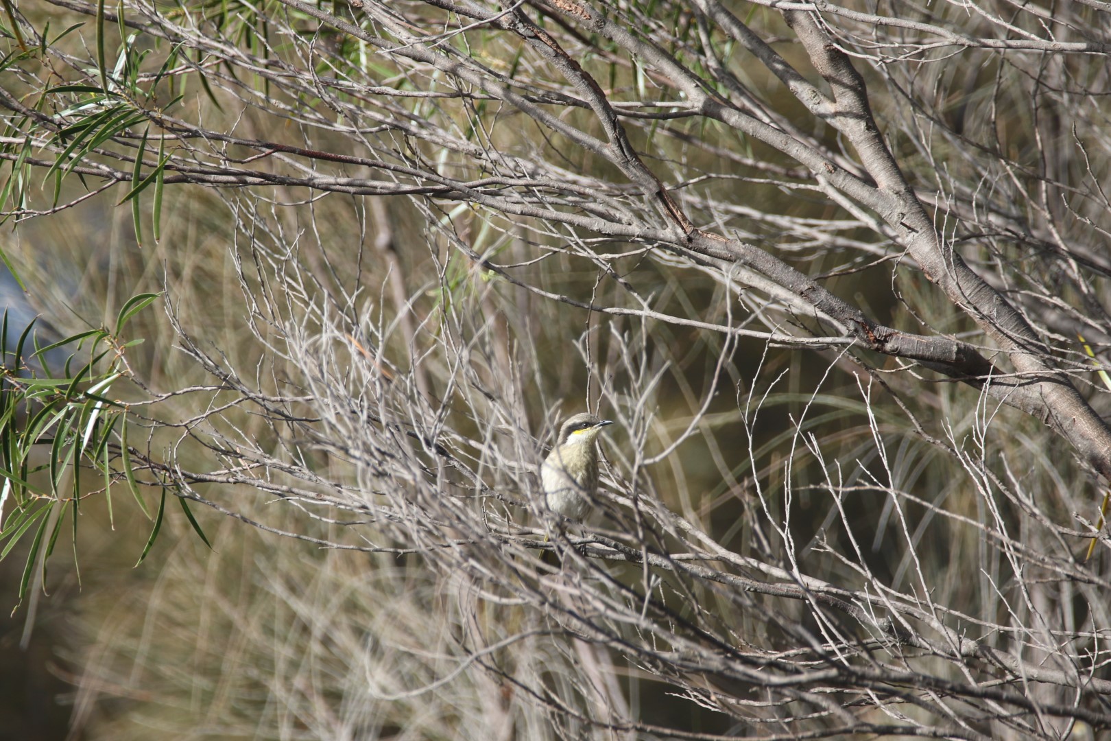 Singing Honeyeater