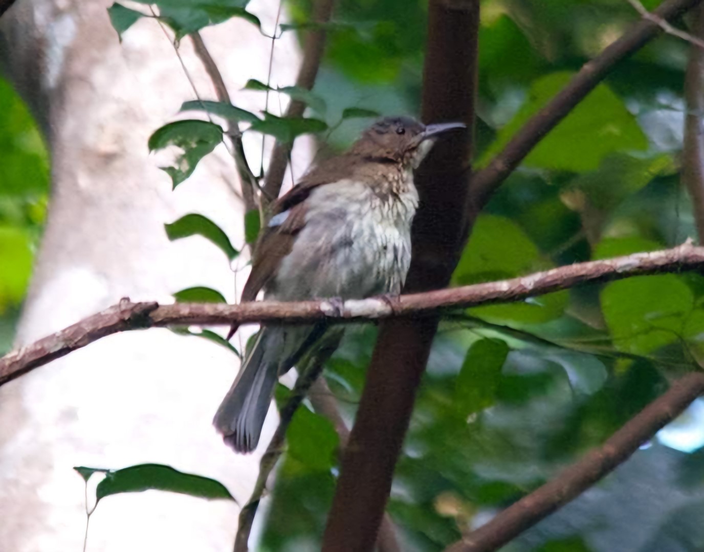 Siquijor Bulbul