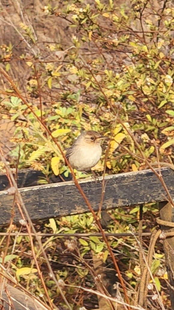 Sisson's Wren