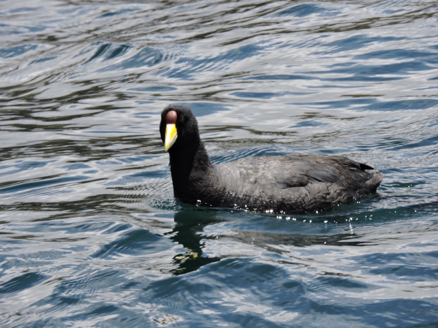 Slate-colored Coot
