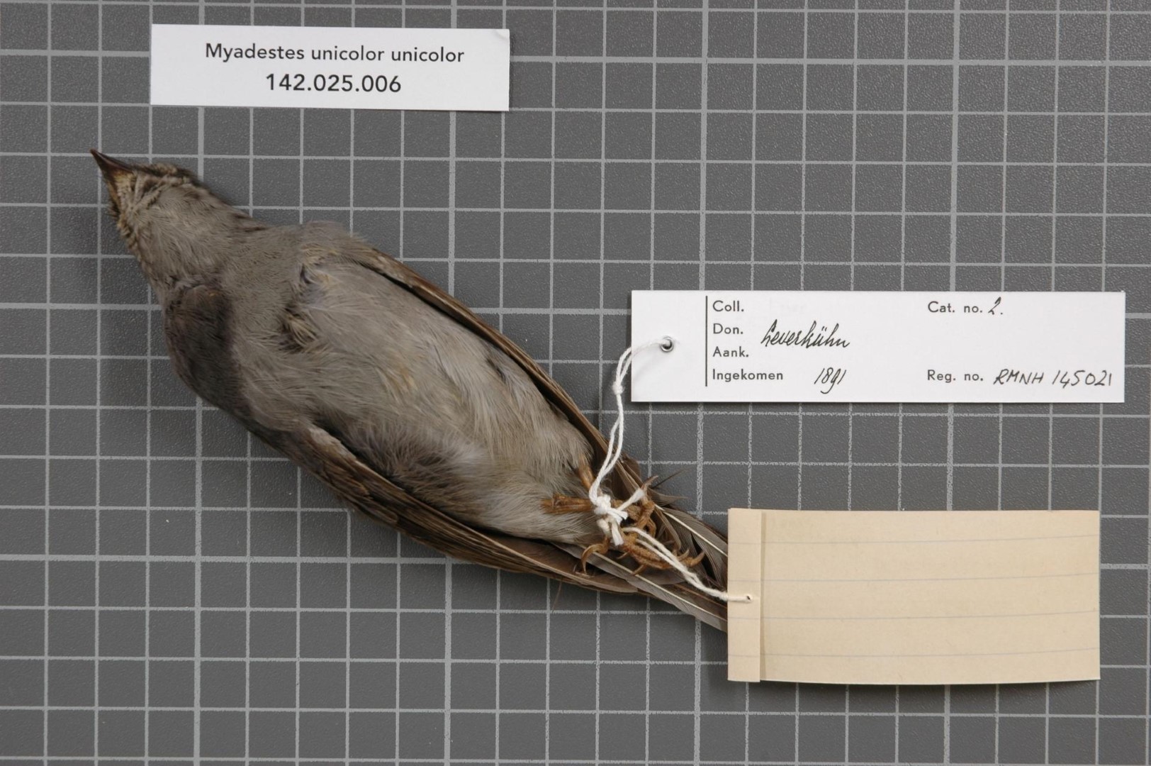 Slate-colored Solitaire