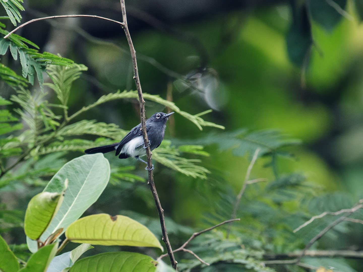 Slate-throated Gnatcatcher