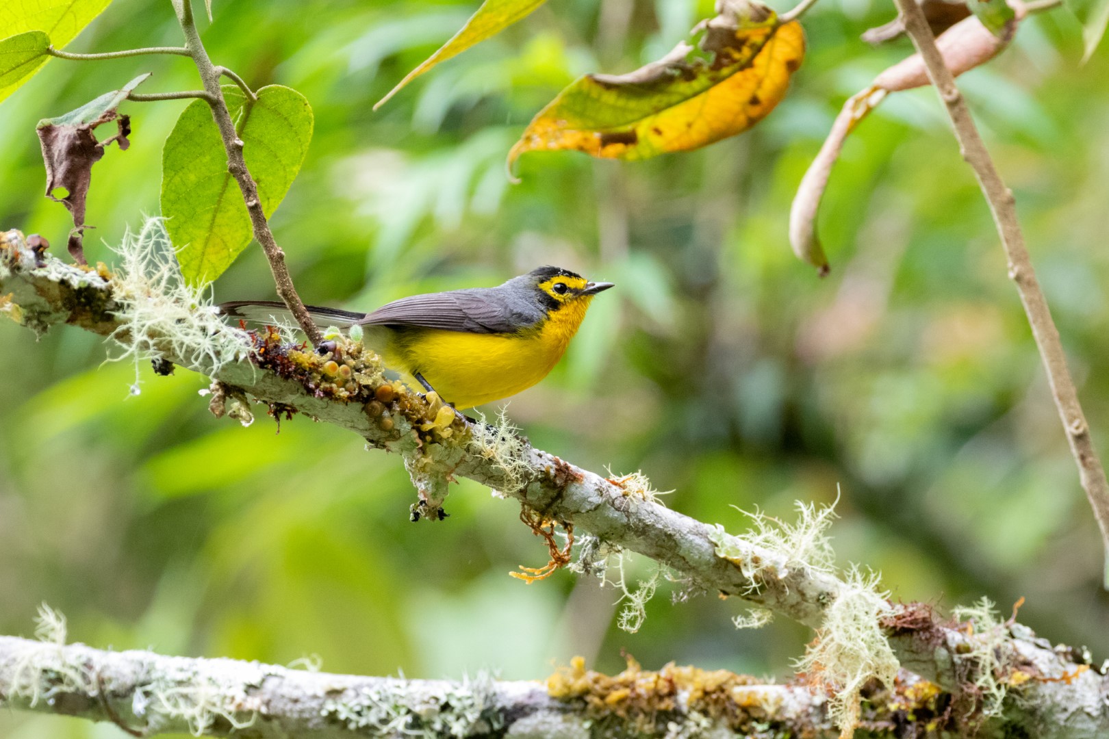 Slate-throated Redstart