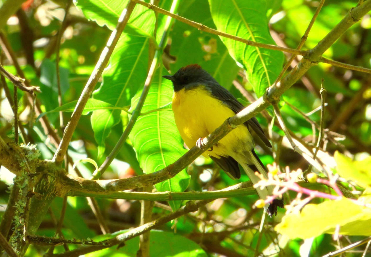 Slate-throated Redstart