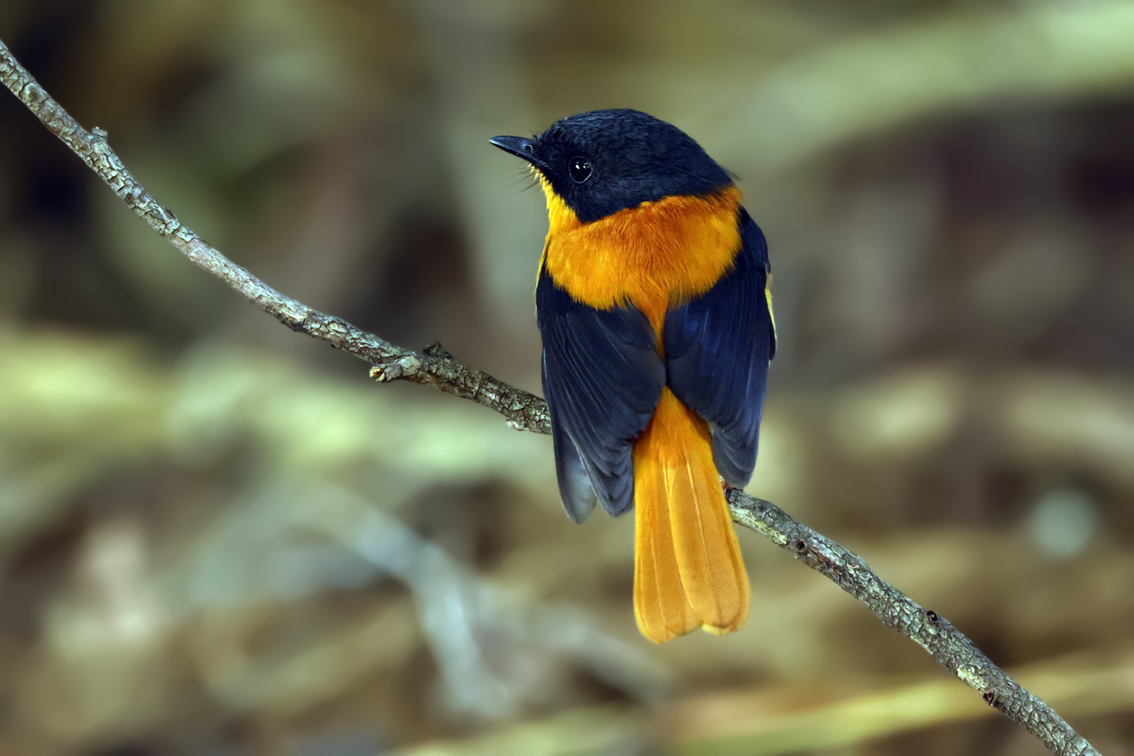 Slaty-backed Flycatcher