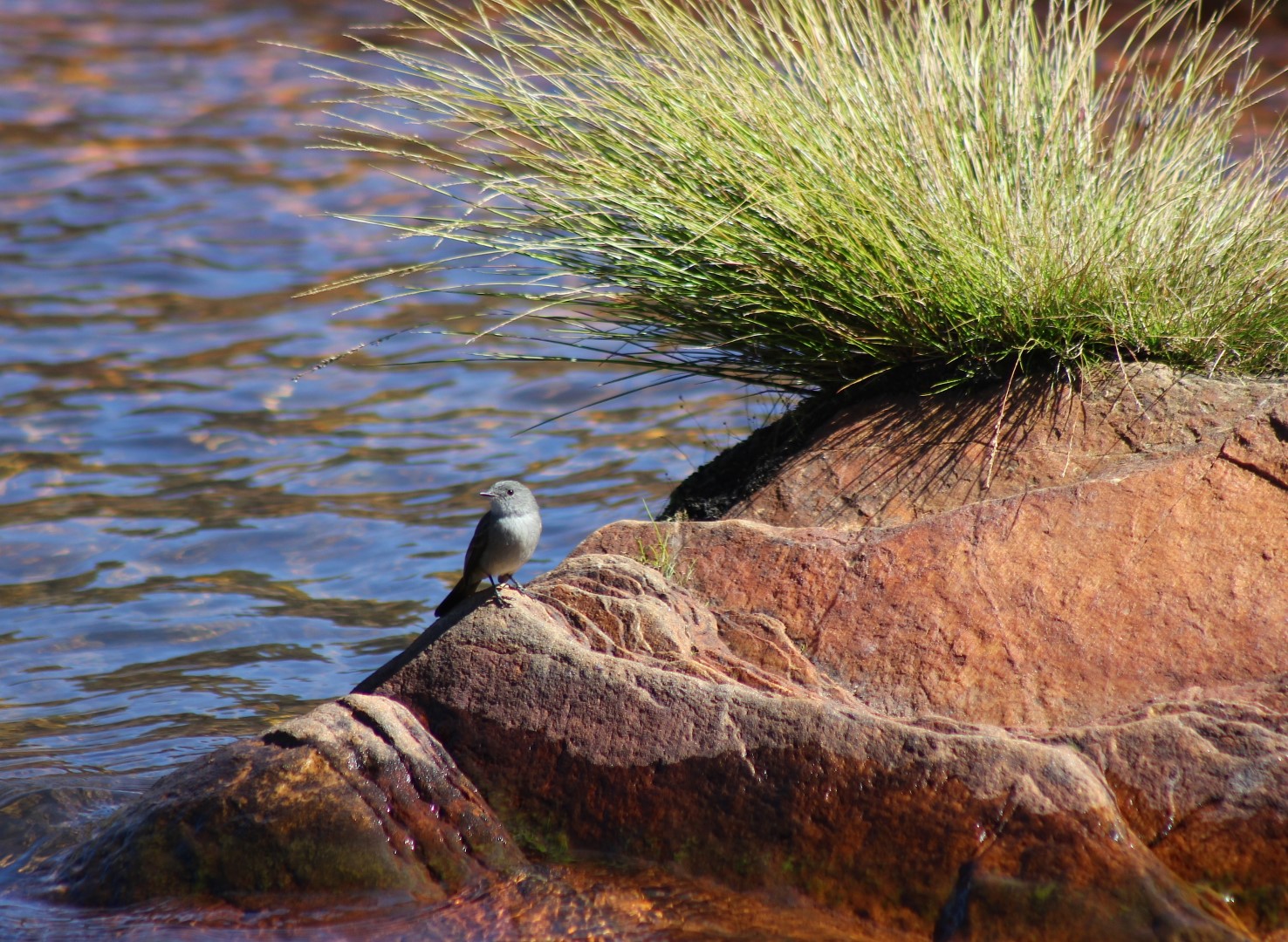 Slaty-backed Flycatcher