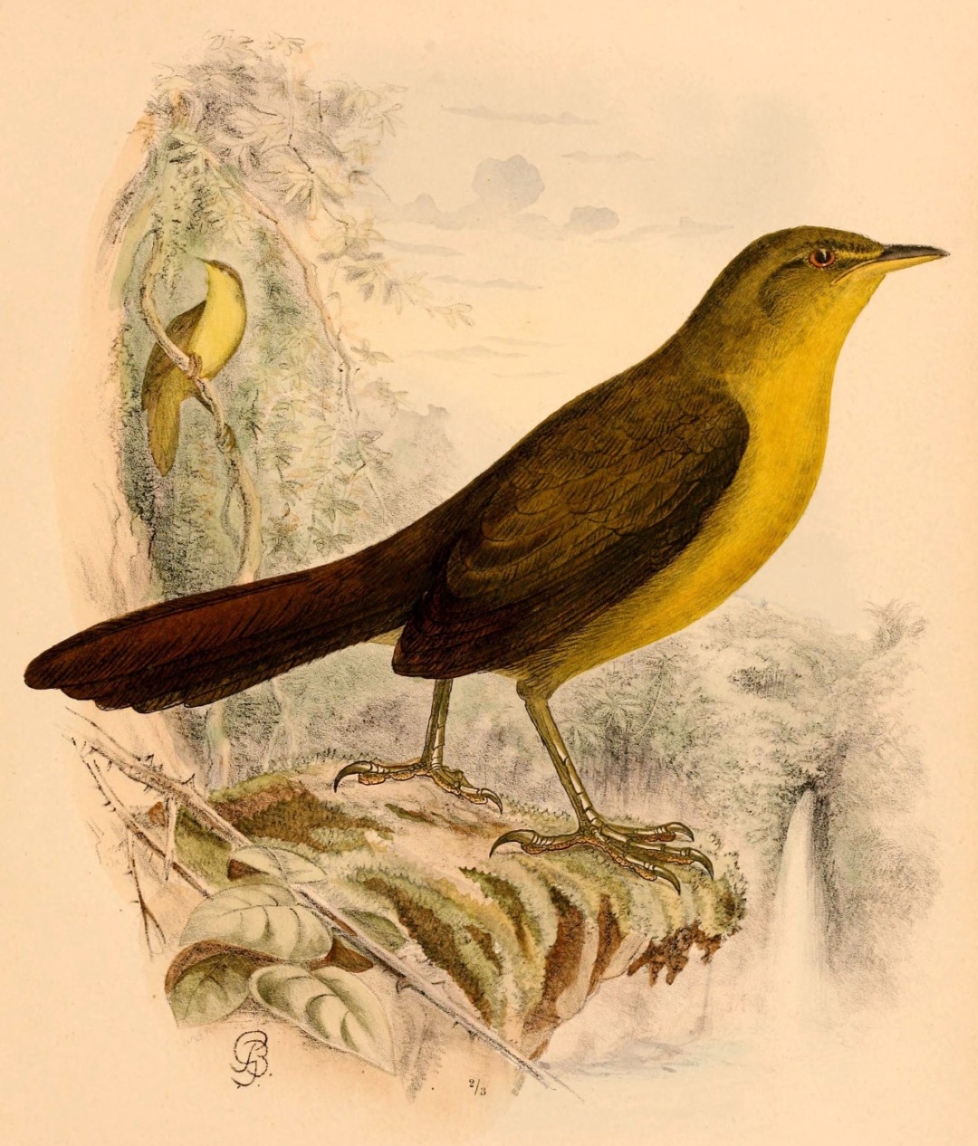 Slaty-backed Forest Falcon