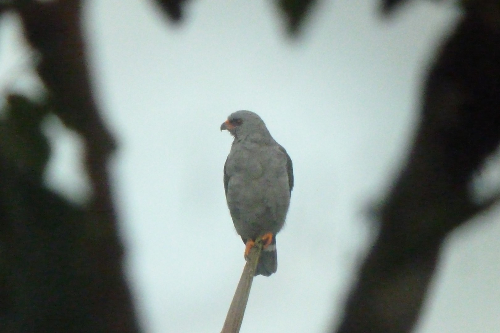 Slaty-backed Forest Falcon