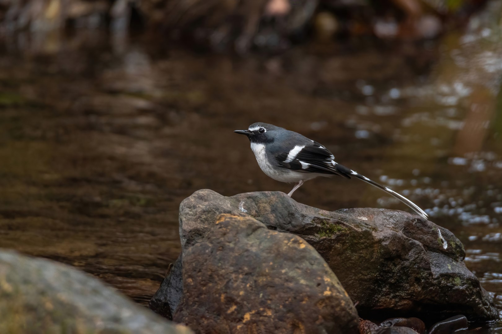 Slaty-backed Forktail