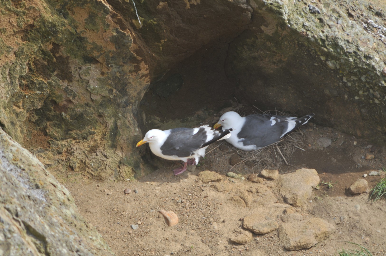 Slaty-backed Gull