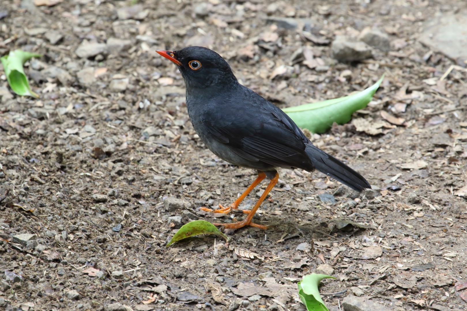 Slaty-backed Nightingale-Thrush