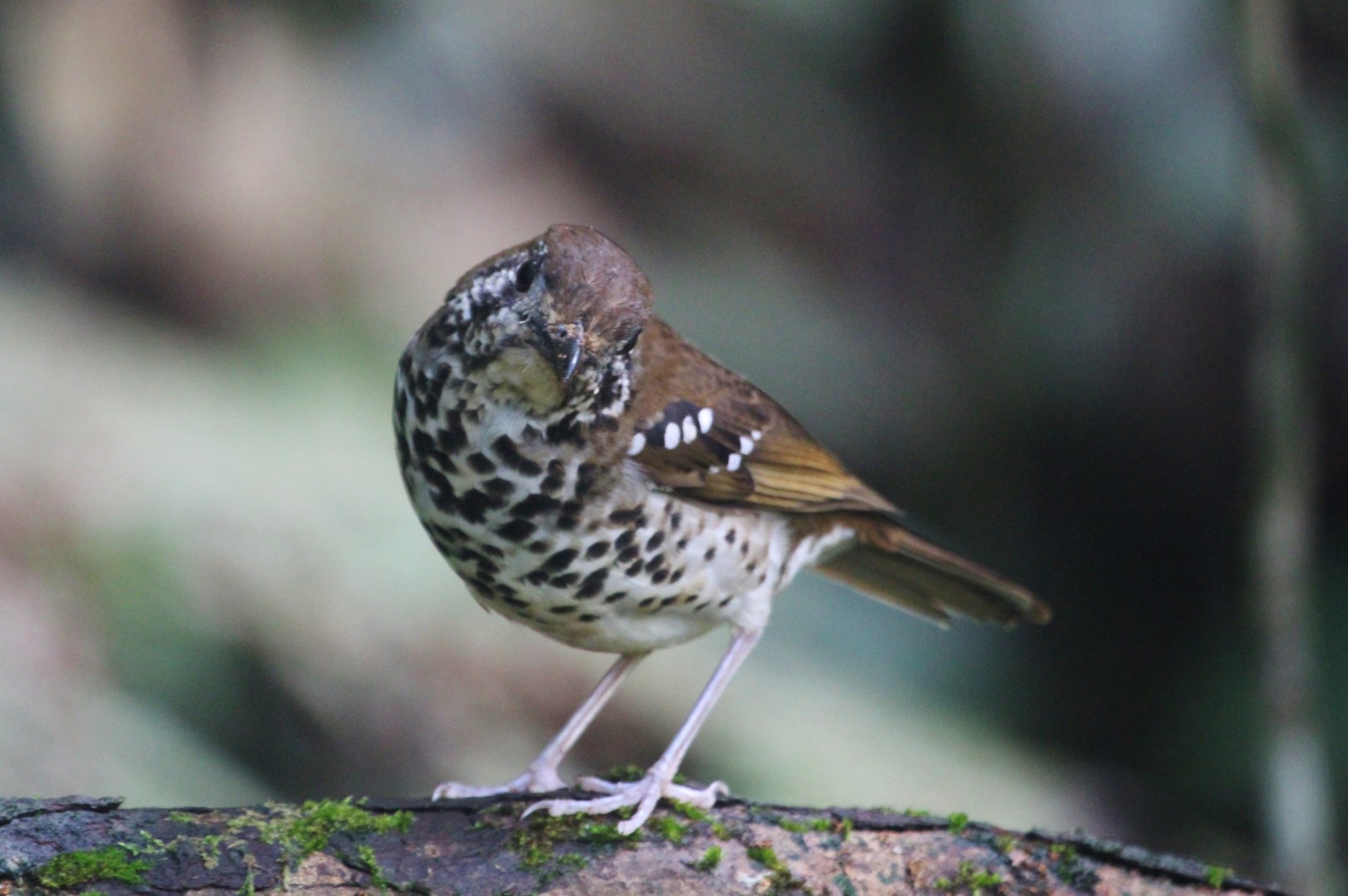 Slaty-backed Thrush