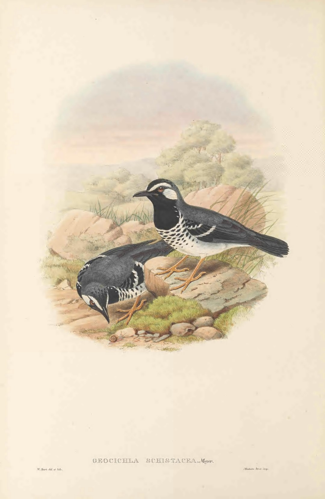 Slaty-backed Thrush