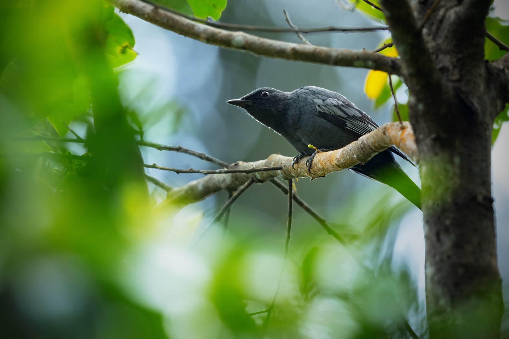 Slaty-backed Thrush