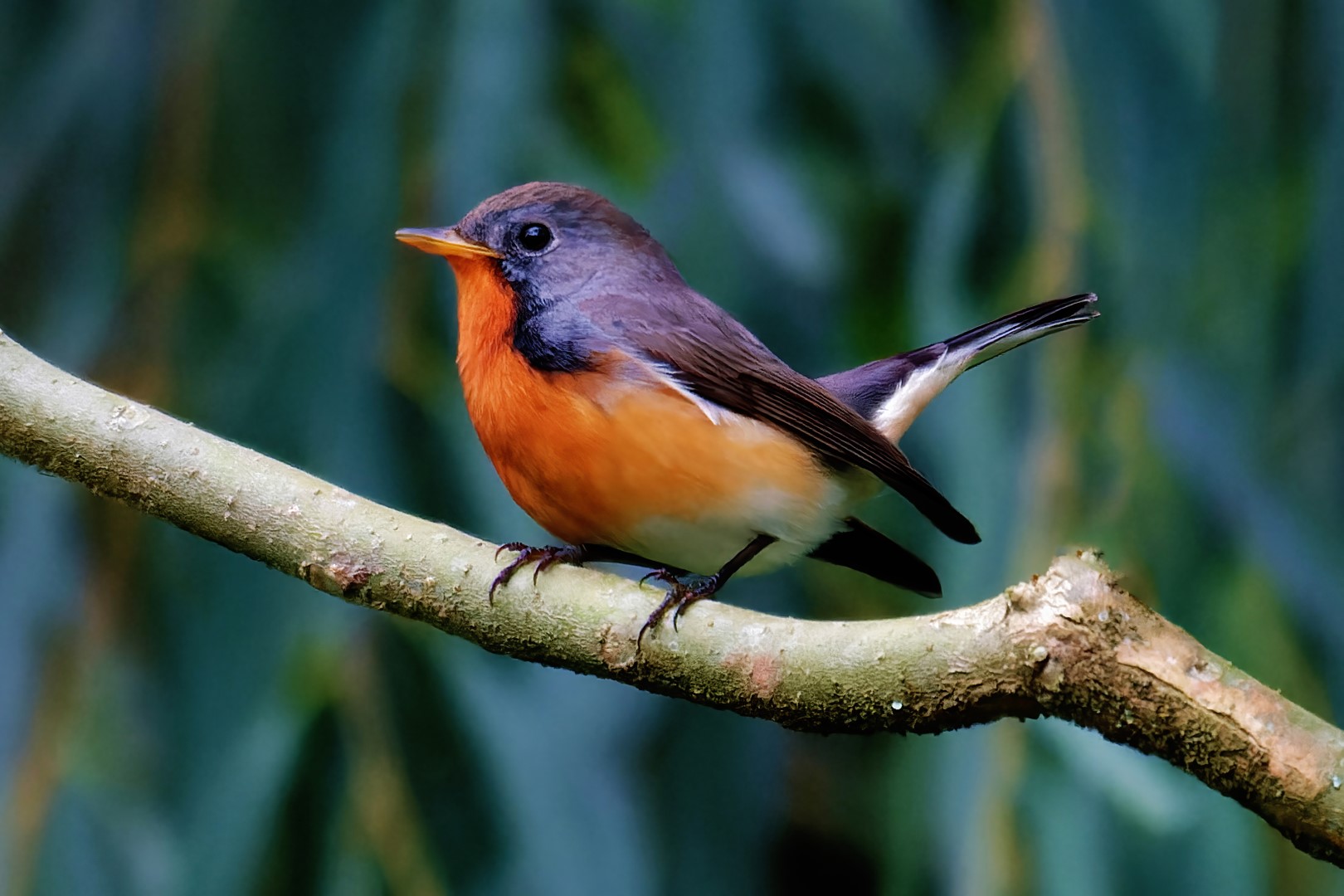 Slaty-blue Flycatcher