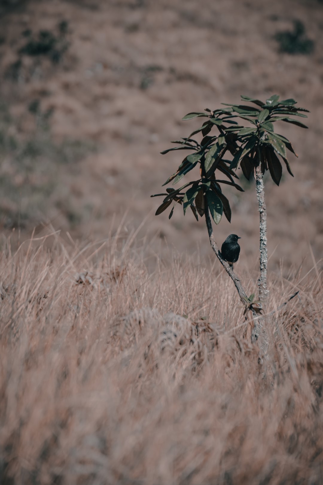 Slaty-blue Flycatcher