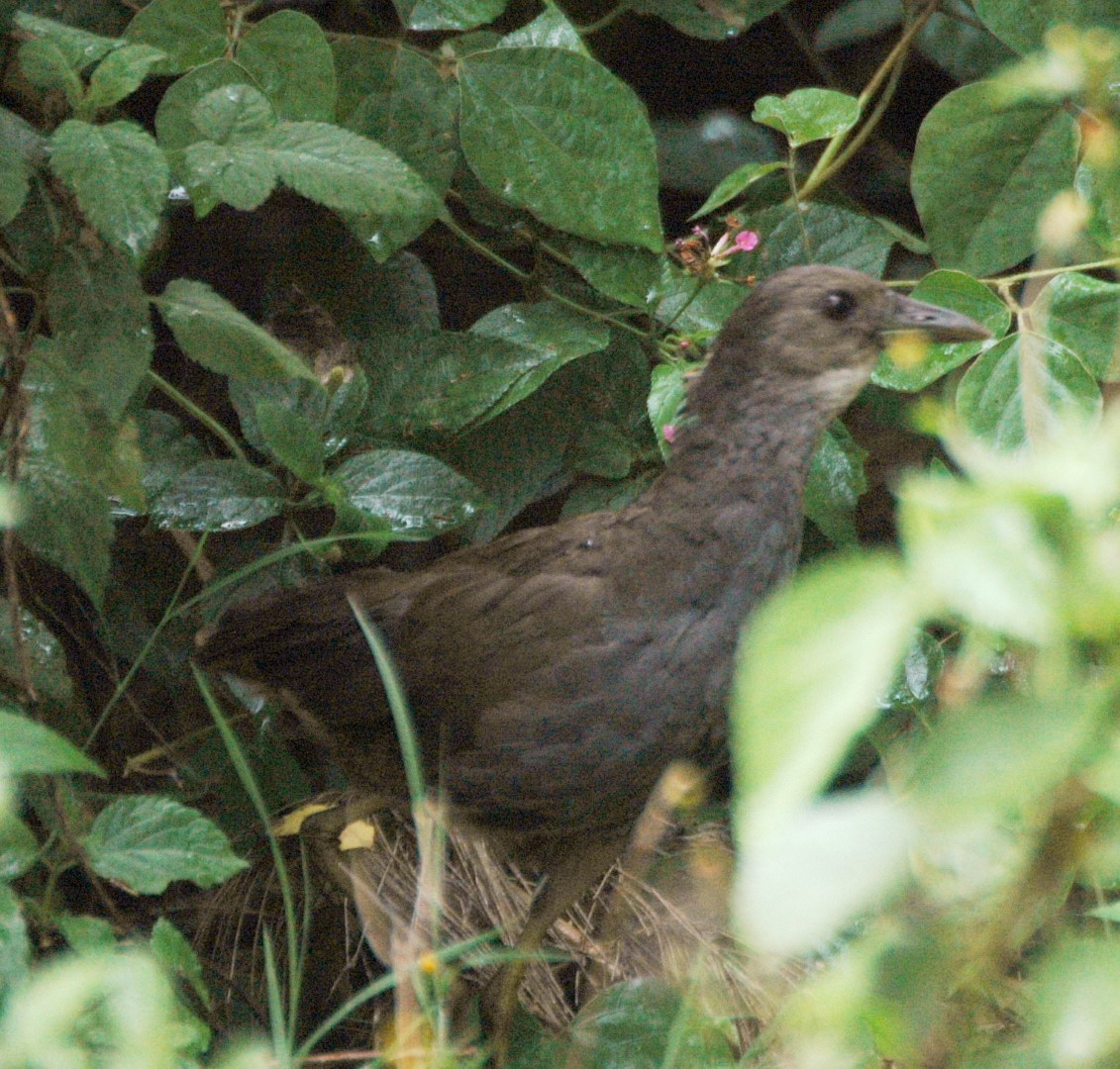 Slaty-breasted Rail