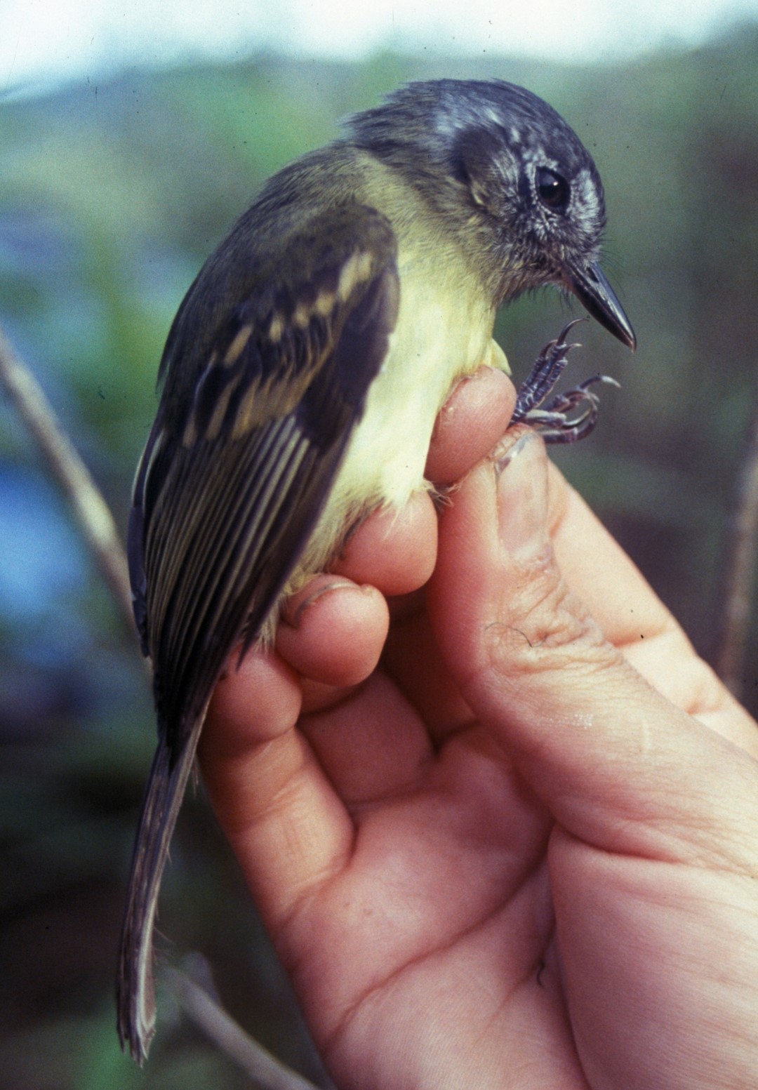 Slaty-capped Flycatcher