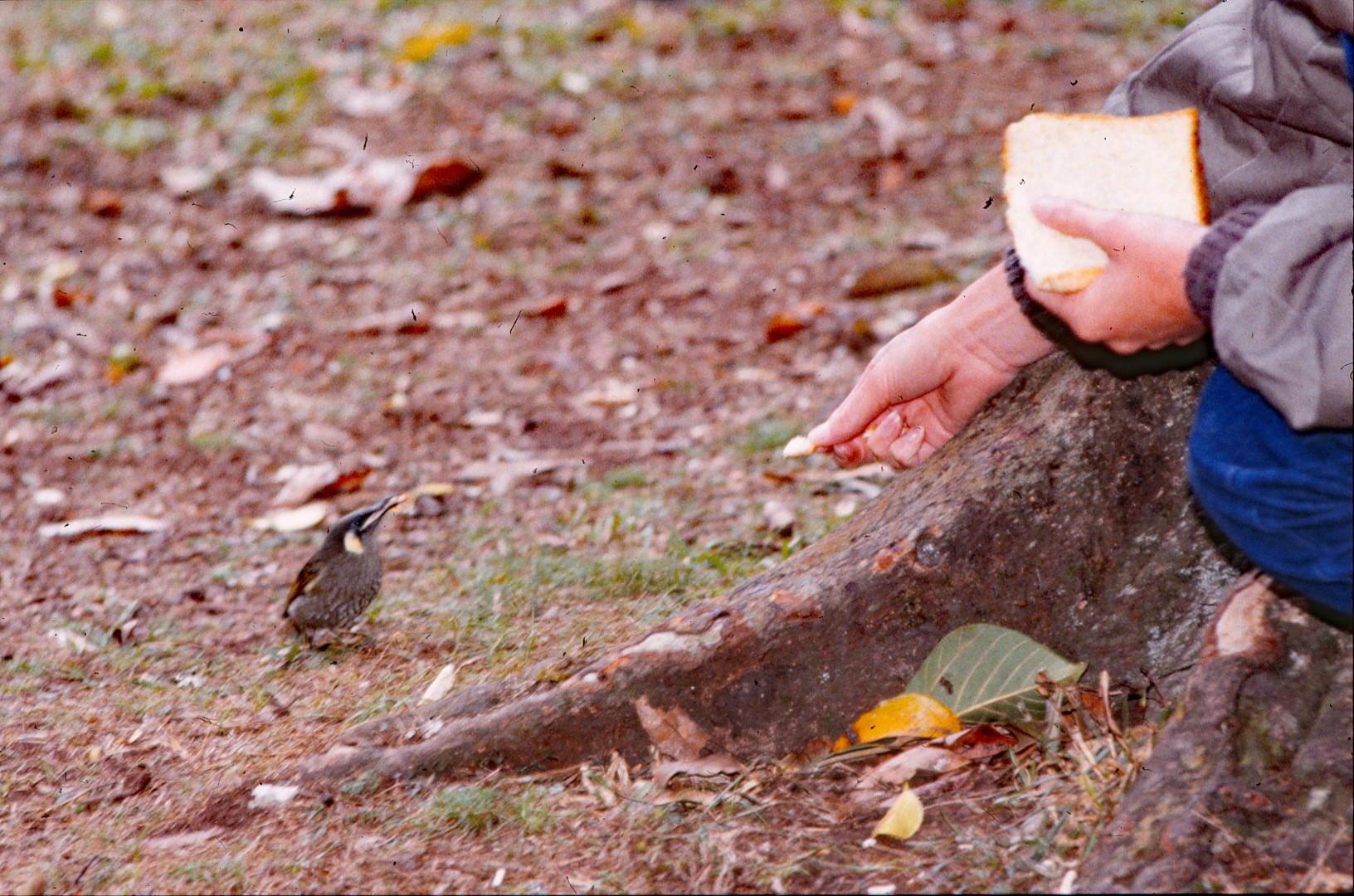 Slaty-chinned Honeyeater