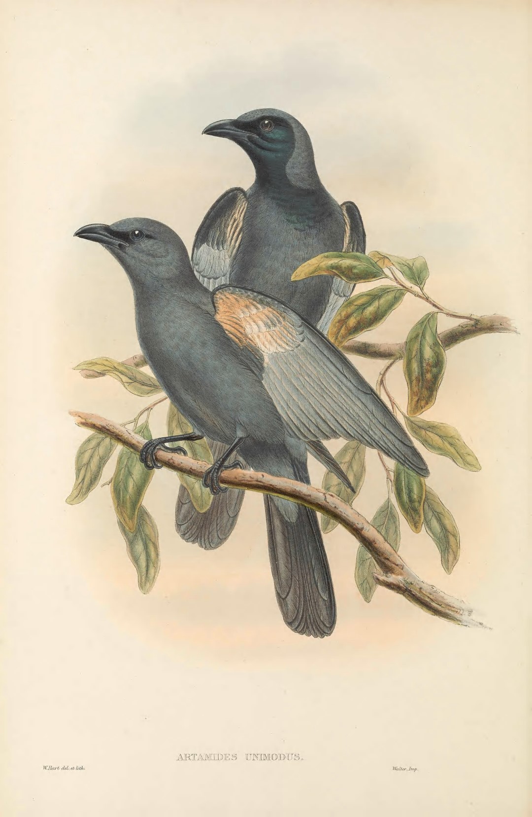 Slaty Cuckooshrike
