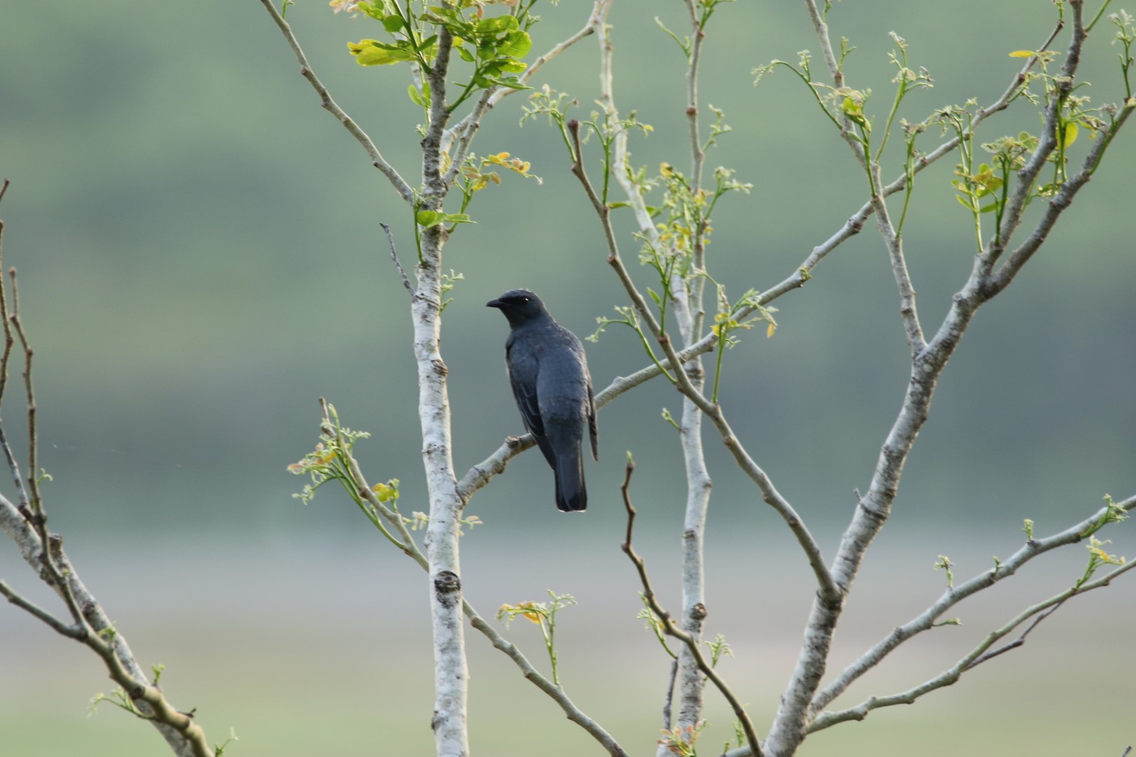 Slaty Cuckooshrike