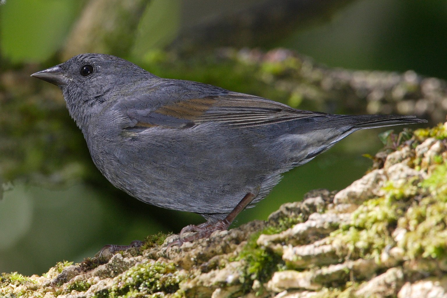 Slaty Finch