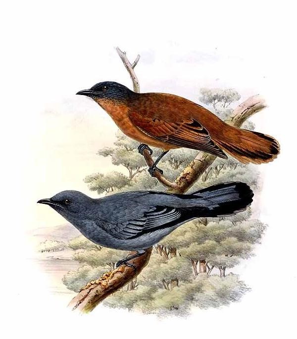 Slaty-headed Parakeet