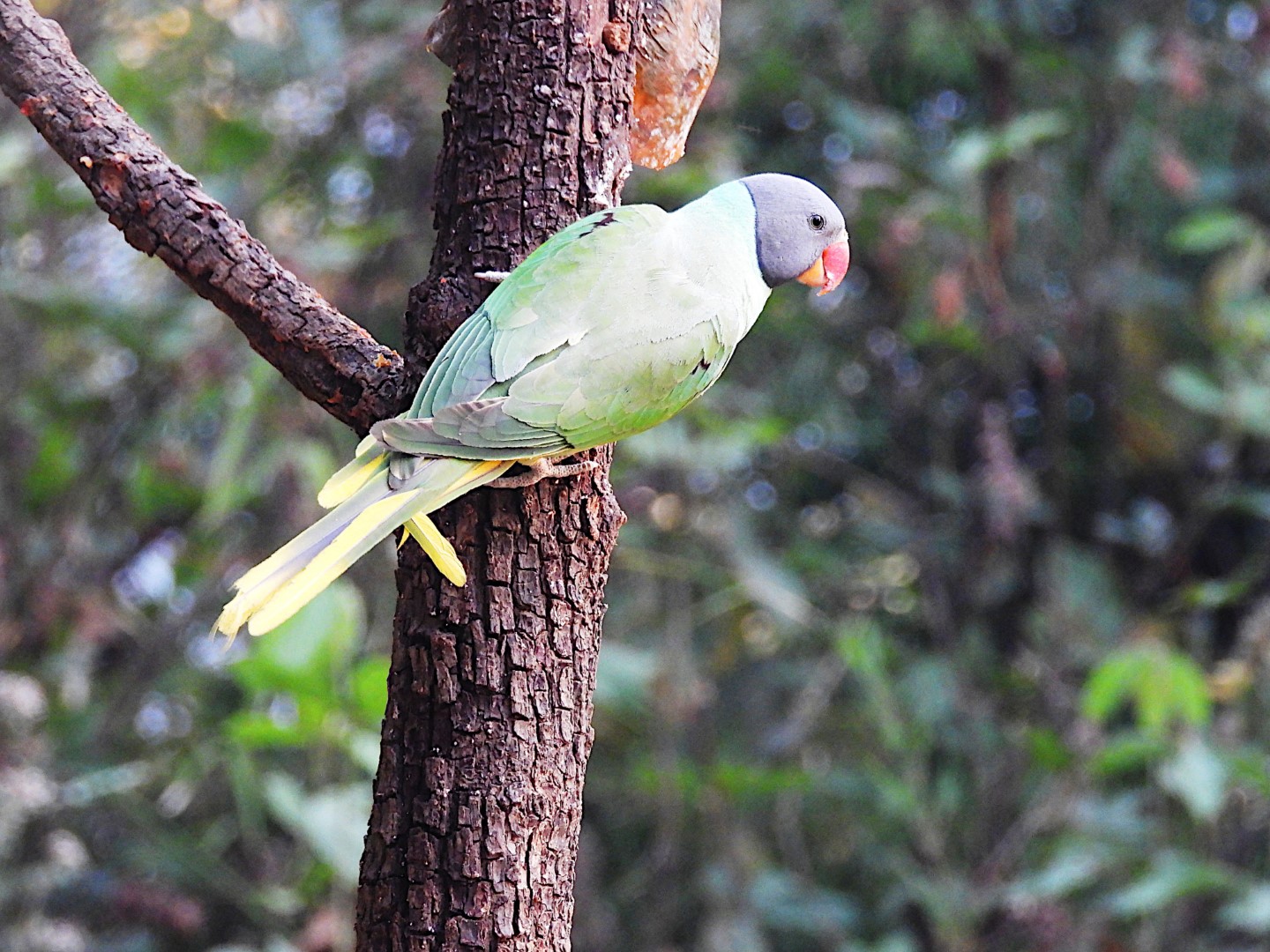 Slaty-headed Parakeet