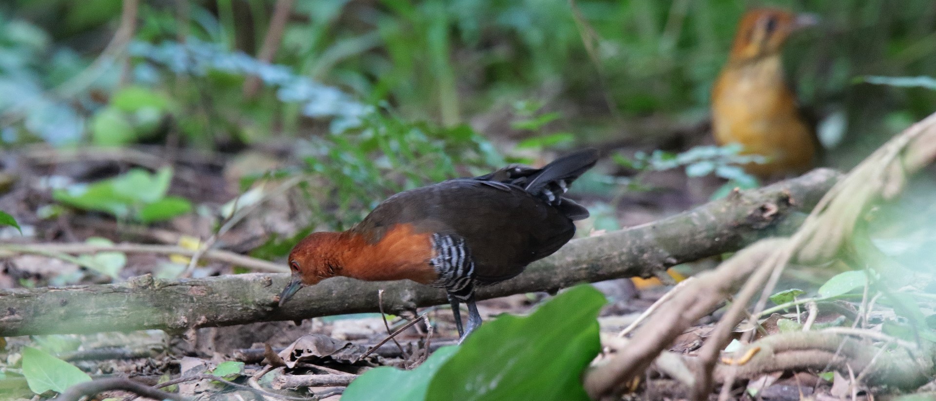 Slaty-legged Crake